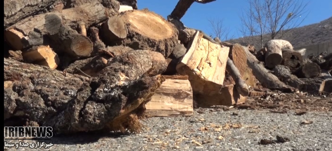 سود جویان بلای جان جنگلهای مریوان سود جویان بلای جان جنگلهای مریوان