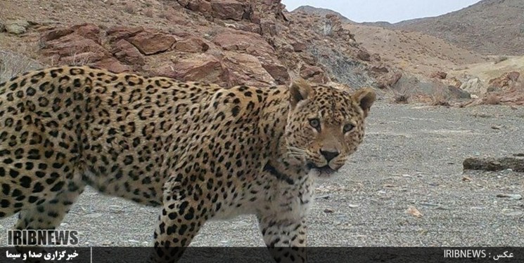 تکذیب خبر وجود پلنگ در ورامین