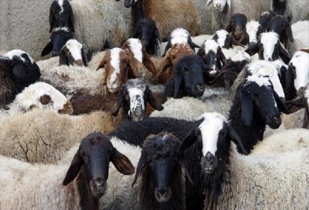 کشف 35 راس دام قاچاق در گلپایگان