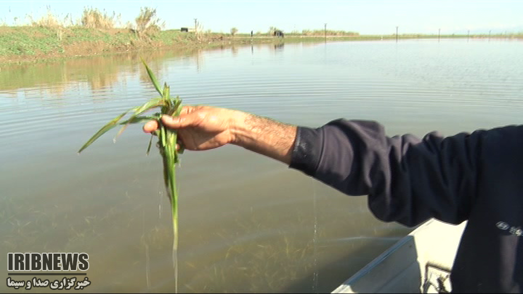 دریای غم کشاورزان