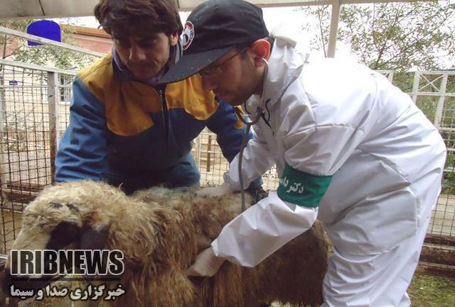 واکسیناسیون  دام سبک  برابر تب برفکی