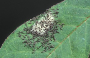 استفاده مداوم سموم دلیل بی اثر شدن آفت کش ها