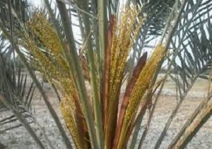 آغاز گرده افشانی نخیلات خرما در رودان آغاز گرده افشانی نخیلات خرما در رودان