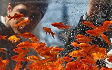 آغاز نظارت بازرسان دامپزشکی مازندران بر عرضه و فروش ماهی قرمز