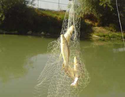 ممنوعیت صید ماهیان در رودخانه ها