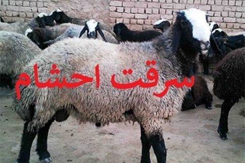 دستگیری متهمان سرقت احشام در باخرز