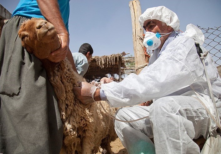 واکسینه شدن 249 هزار راس دام در قوچان