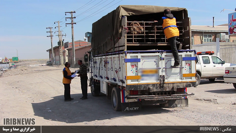 جلوگیری از حمل و نقل غیرمجاز دام در آذربایجان شرقی