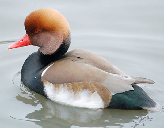 تالاب های چهارمحال و بختیاری زیستگاه امن پرندگان تالاب های چهارمحال و بختیاری زیستگاه امن پرندگان