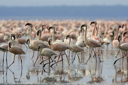 تالاب های چهارمحال و بختیاری زیستگاه امن پرندگان تالاب های چهارمحال و بختیاری زیستگاه امن پرندگان