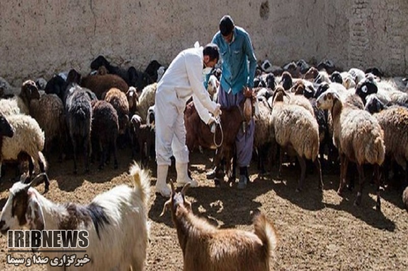 آغاز طرح مایه کوبی تب برفکی دام سبک در مهاباد آغاز طرح مایه کوبی تب برفکی دام سبک در مهاباد