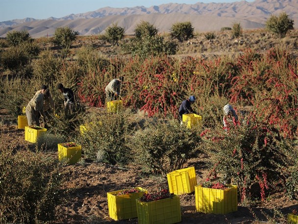 انتخاب پنج کشاورز و تولید کننده آران و بیدگلی به عنوان نمونه استانی انتخاب پنج کشاورز و تولید کننده آران و بیدگلی به عنوان نمونه استانی