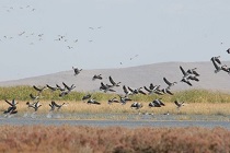 کوچ پرندگان مهاجر از تالاب میقان اراک کوچ پرندگان مهاجر از تالاب میقان اراک