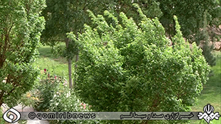 هشدار مدیریت بحران استان درباره وزش باد شدید هشدار مدیریت بحران استان درباره وزش باد شدید