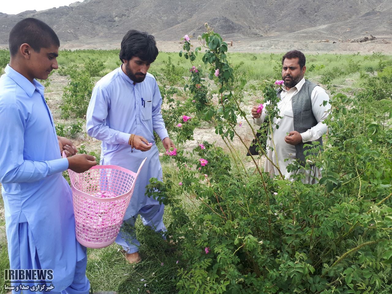 برداشت گل محمدی در نقطه ی صفر مرزی