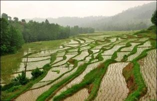 توصیه به شالیکاران: صرفه جویی در مصرف آب