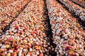 ارز آوری 40 میلیون دلاری تولید پسته در خراسان رضوی