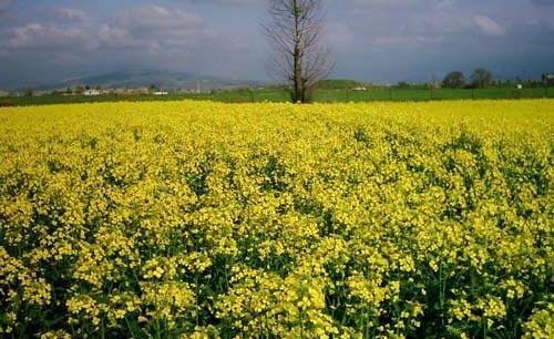 آغاز برداشت کلزا در خراسان جنوبی