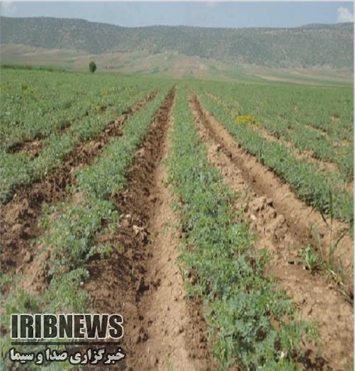 افزایش کشت حبوبات دیم افزایش کشت حبوبات دیم