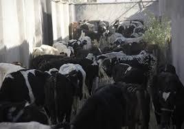 کشف دام بدون مجوز در کوار