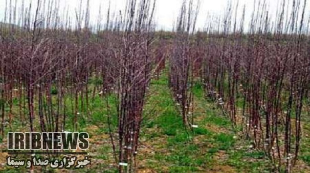 تولید سالیانه 800 هزار اصله نهال در زنجان تولید سالیانه 800 هزار اصله نهال در زنجان
