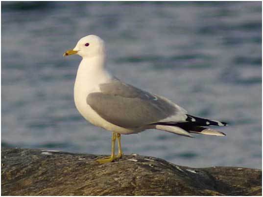 نگین غرب کشور، میزبان هزاران قطعه کاکایی نگین غرب کشور، میزبان هزاران قطعه کاکایی