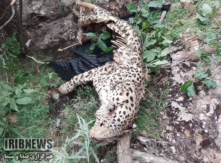 کشف لاشه یک قلاده پلنگ در سروآباد