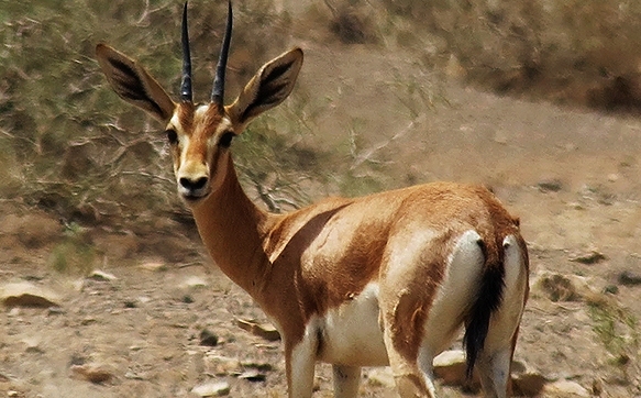 اجرای طرح انتقال آهو&zwnj;های ساکن فرودگاه کیش به پارک آهوان