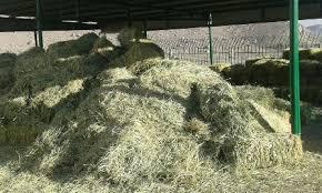 تامین علوفه برای دام عشایر ریگانی تامین علوفه برای دام عشایر ریگانی