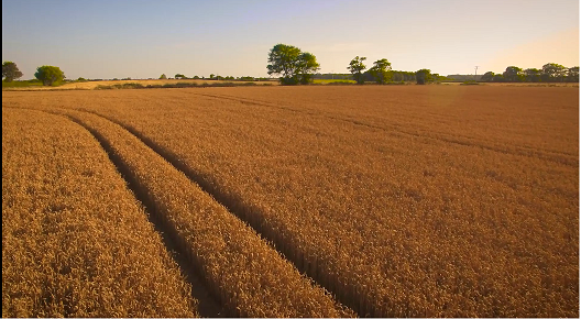 زندگی در شوره زار زندگی در شوره زار