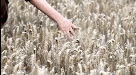 زندگی در شوره زار زندگی در شوره زار