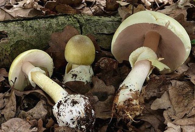 قارچ در کُردستان یک قربانی گرفت