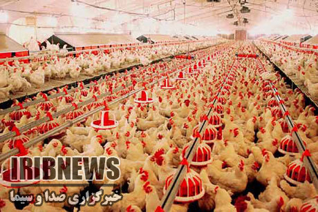 افزایش 20درصدی تولید گوشت سفید صنعتی در زنجان