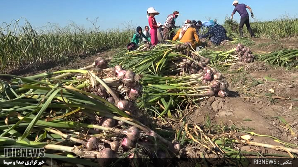 تولید 45 هزار تن سیر در شهرستان پارس آباد