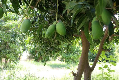 گزارش مکتوب ... هرمزگان کانون تولید شاه میوه گرمسیری