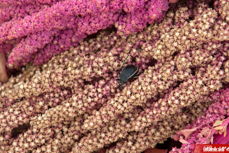 کشت برنج سرخپوستان در ایران کشت برنج سرخپوستان در ایران