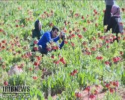 افزایش30 درصدی گردشگران دشت لاله های واژگون