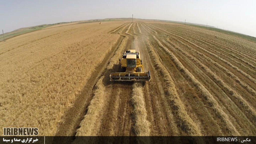 تولید 130 هزار تن گندم مرغوب در پارس آباد