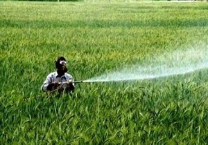 مبارزه با آفت سن گندم در مزارع قزوین مبارزه با آفت سن گندم در مزارع قزوین