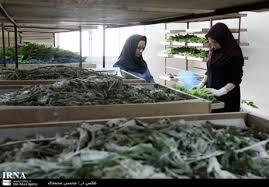 آغاز برداشت پيله تر در سوادكوه شمالي