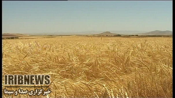 پیش بینی تولید 300 هزارتن گندم درزنجان