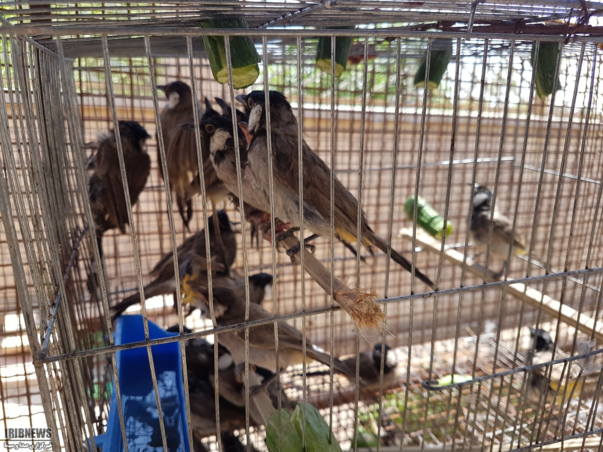 رویای پرواز ... رویای پرواز ...