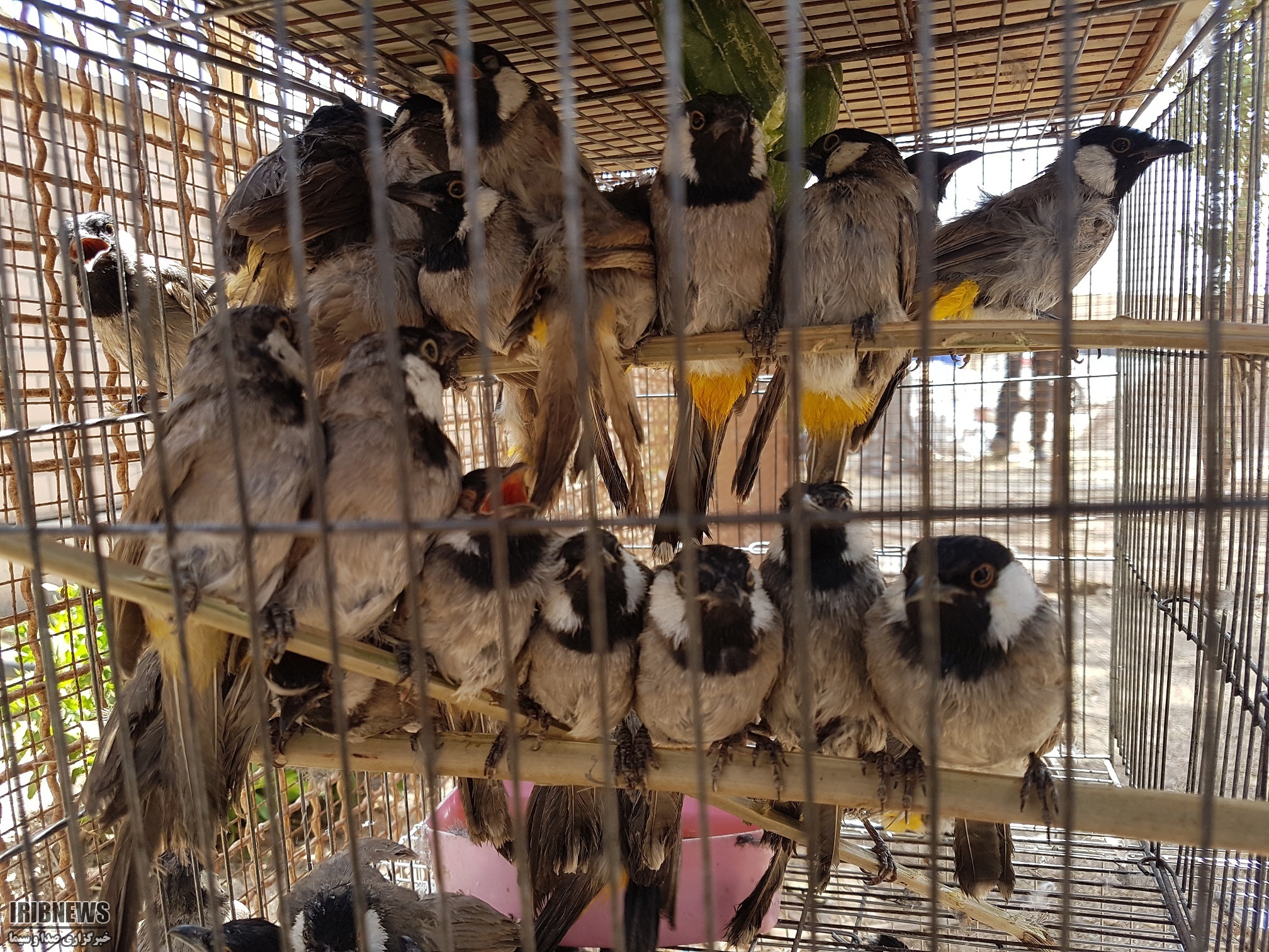 رویای پرواز ... رویای پرواز ...