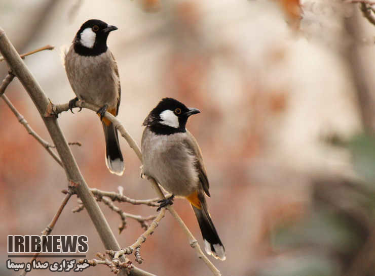 رویای پرواز ... رویای پرواز ...