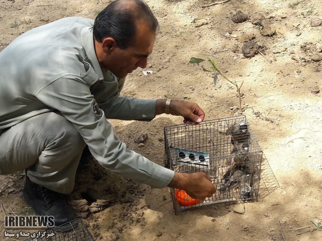 رویای پرواز ... رویای پرواز ...
