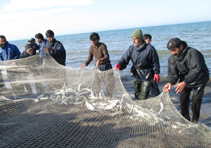 طرح تکثیر بچه ماهیان استخوانی در جویبار