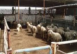 افتتاح چند طرح کشاورزی در شهربابک