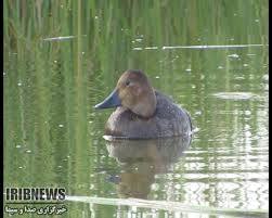 آغاز فرايند تدوين برنامه مديريت جامع تالاب گندمان