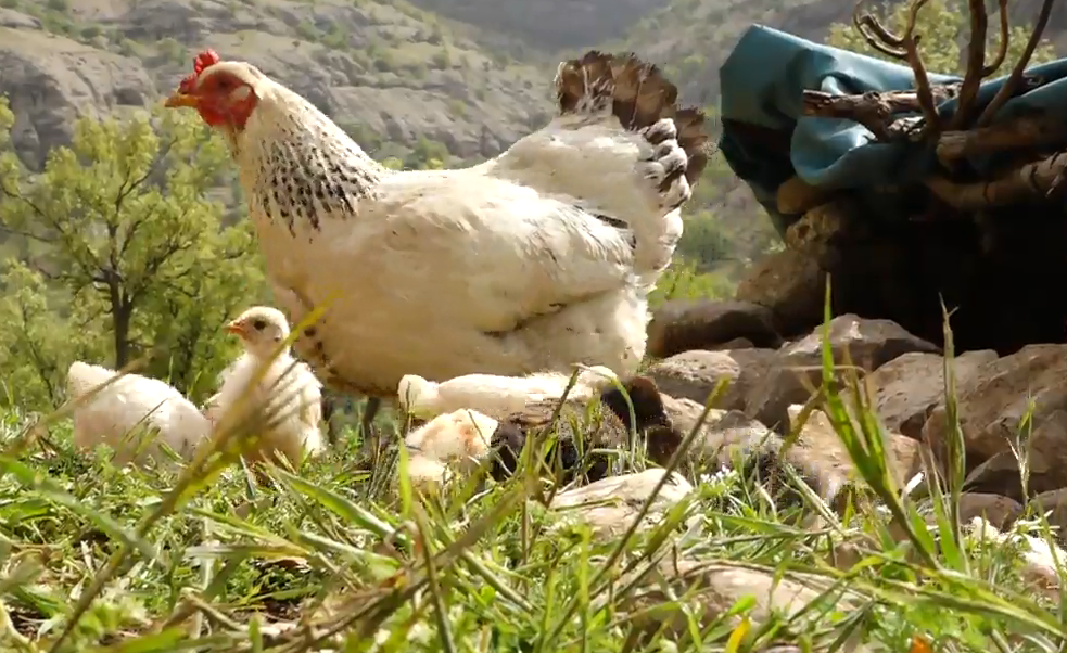 کوچ رسم دیرین هم پیمانان طبیعت