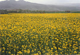 اجرای آزمایشی طرح کشت کلزا